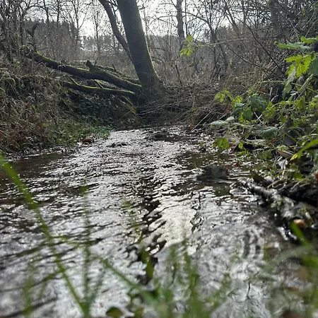 Stammecke